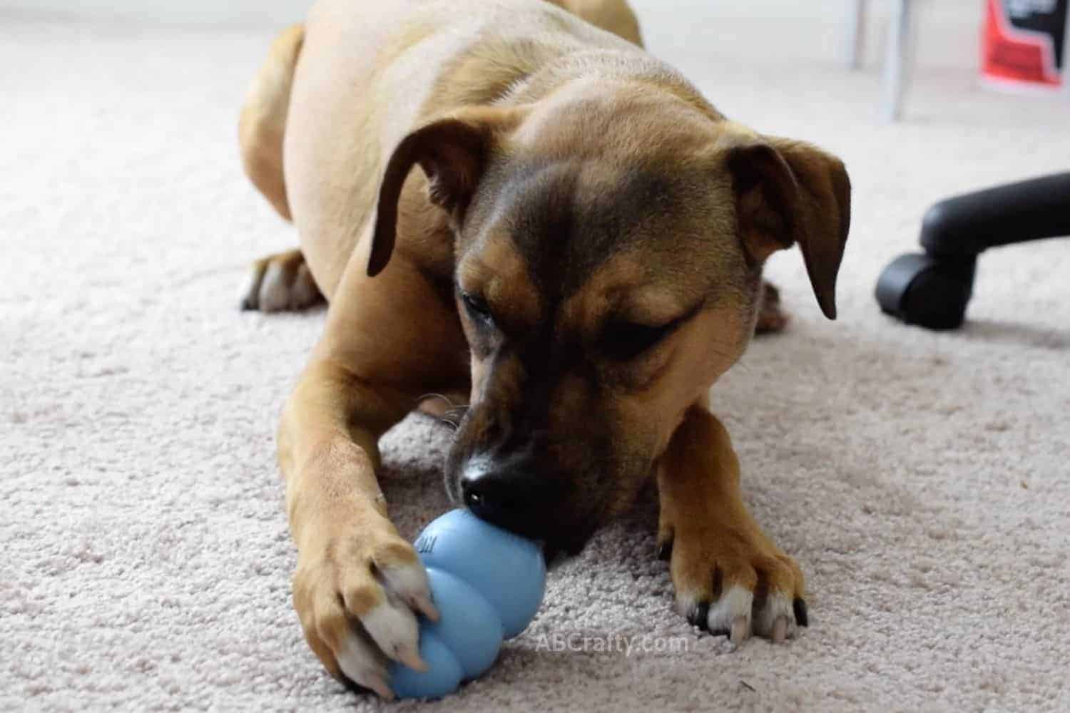 Boxer mix puppy eating treats from a blue puppy kong