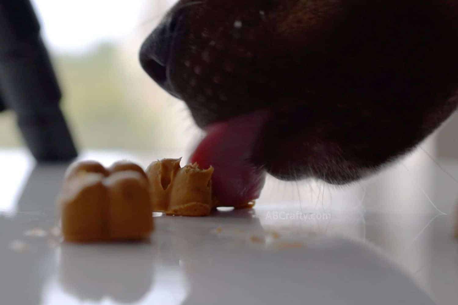 Dog stealing homemade peanut butter treats