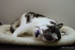 Domestic shorthair cat named Rufio playing with purple DIY catnip toy made of felted wool