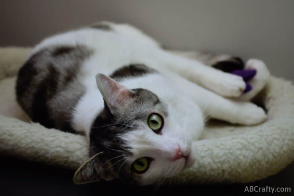 Cat with green eyes looking at the camera holding a purple felted cat toy