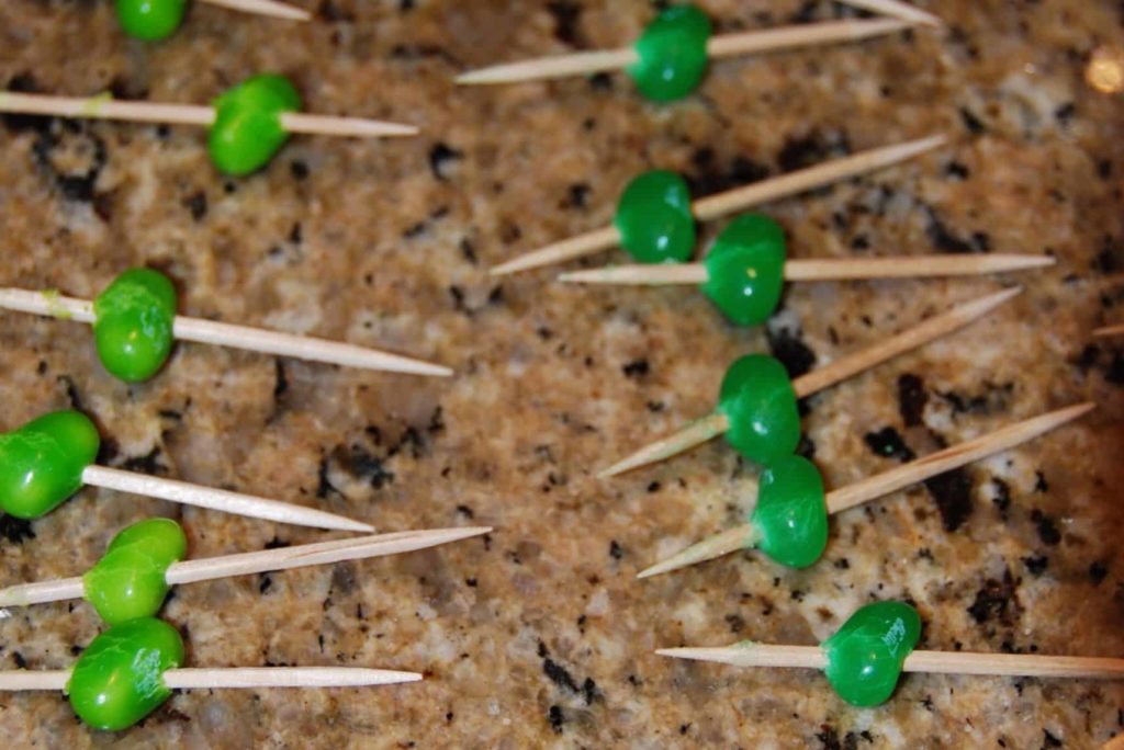 green jelly beans skewered onto toothpicks