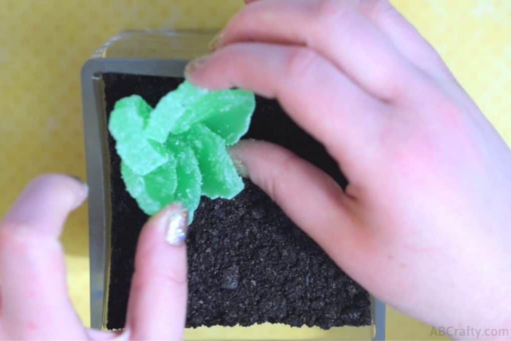 placing an edible succulent made of candy into a glass container filled with crush oreos that look like dirt