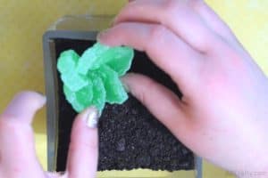 placing an edible succulent made of candy into a glass container filled with crush oreos that look like dirt