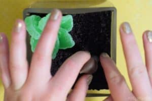 pushing the candy mushroom into the oreo dirt next to the candy succulent