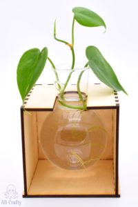 finished laser cut plant propagation station with a bulb vase holding a small vine plant