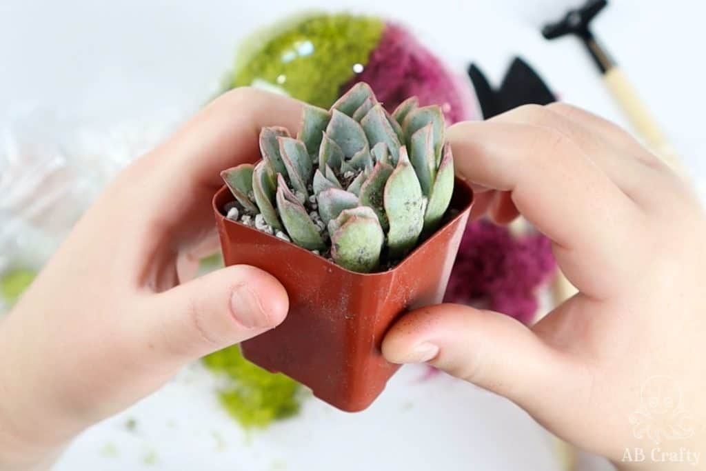 holding a 2 inch Echeveria Violet Queen succulent