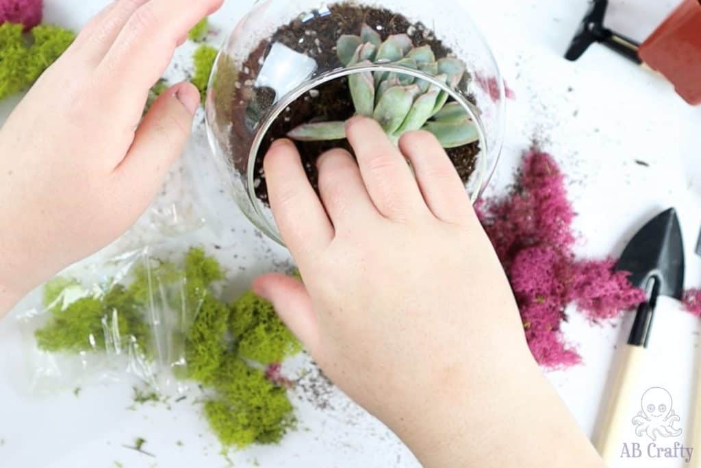 placing dirt around the Echeveria Violet Queen succulent in the glass container with the moss removed