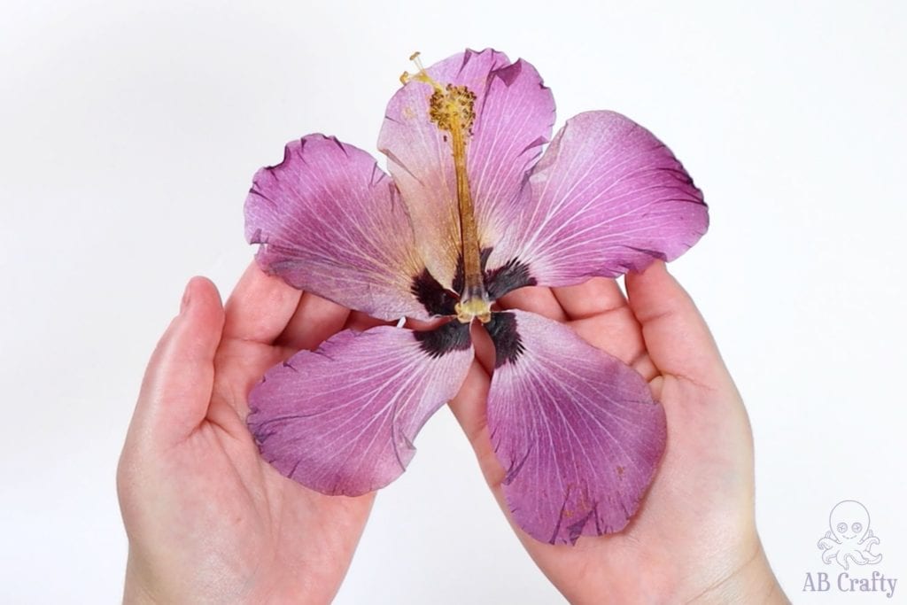 holding the finished pressed hibiscus flower