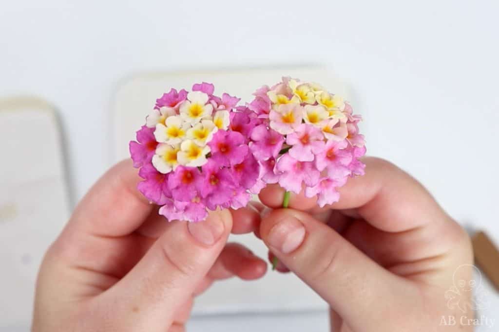 holding two lantana flowers with pink and yellow petals