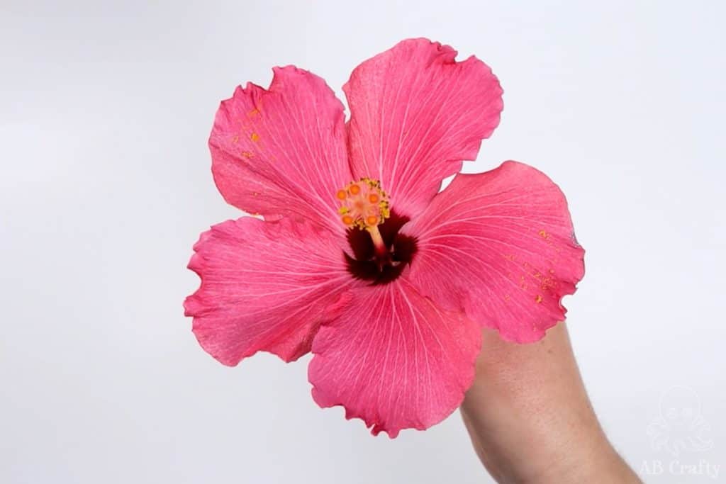 holding a pink hibiscus flower