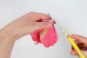cutting the bottom of the pink hibiscus flower with yellow scissors
