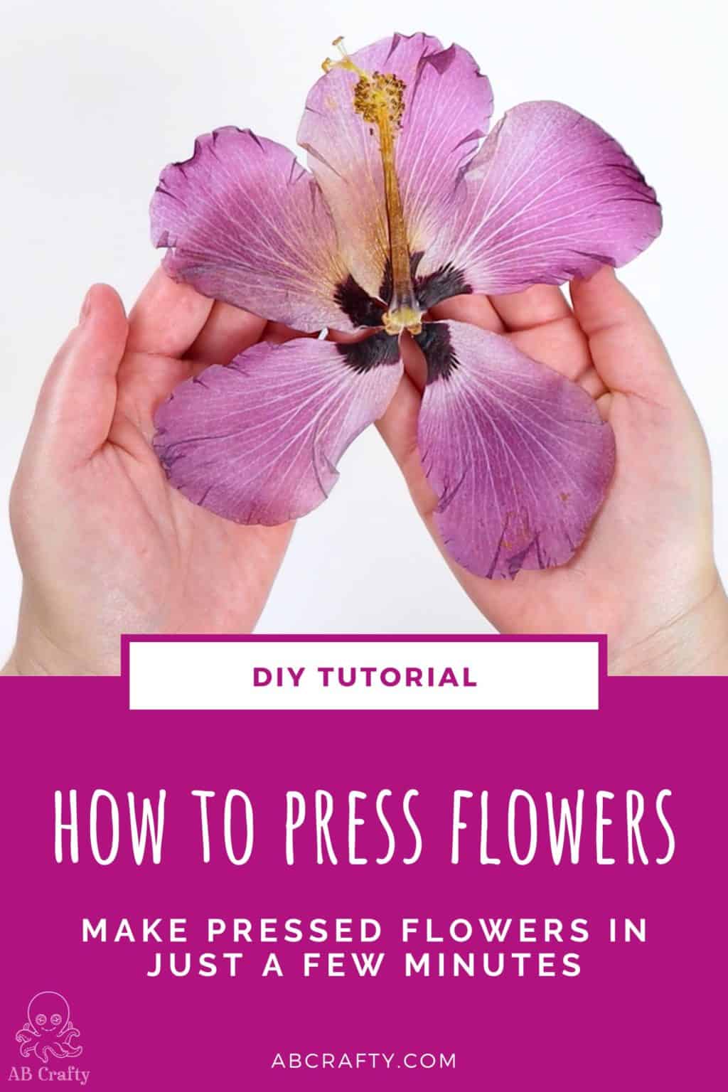 holding the finished pressed hibiscus flower with the title 'how to press flowers - make pressed flowers in just a few minutes, diy tutorial"