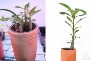 small desert rose plants after a few weeks and one after a few months