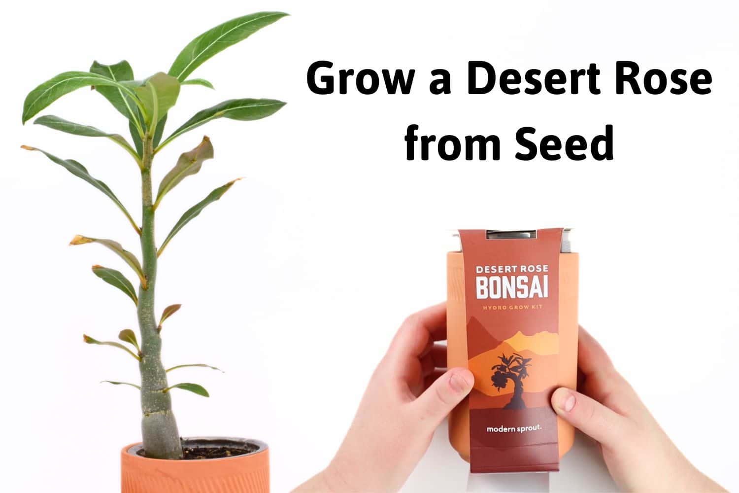 holding the modern sprout bonsai terra cotta kit with the grown desert rose plant with the title 'grow a desert rose from seed'
