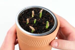 sprouted desert rose seedlings in a terra cotta pot