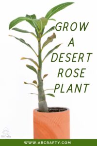 desert rose plant growing in a terra cotta pot with the title 'grow a desert rose plant, abcrafty.com'
