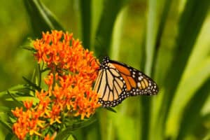 a monarch butterfly on a milkweed plant