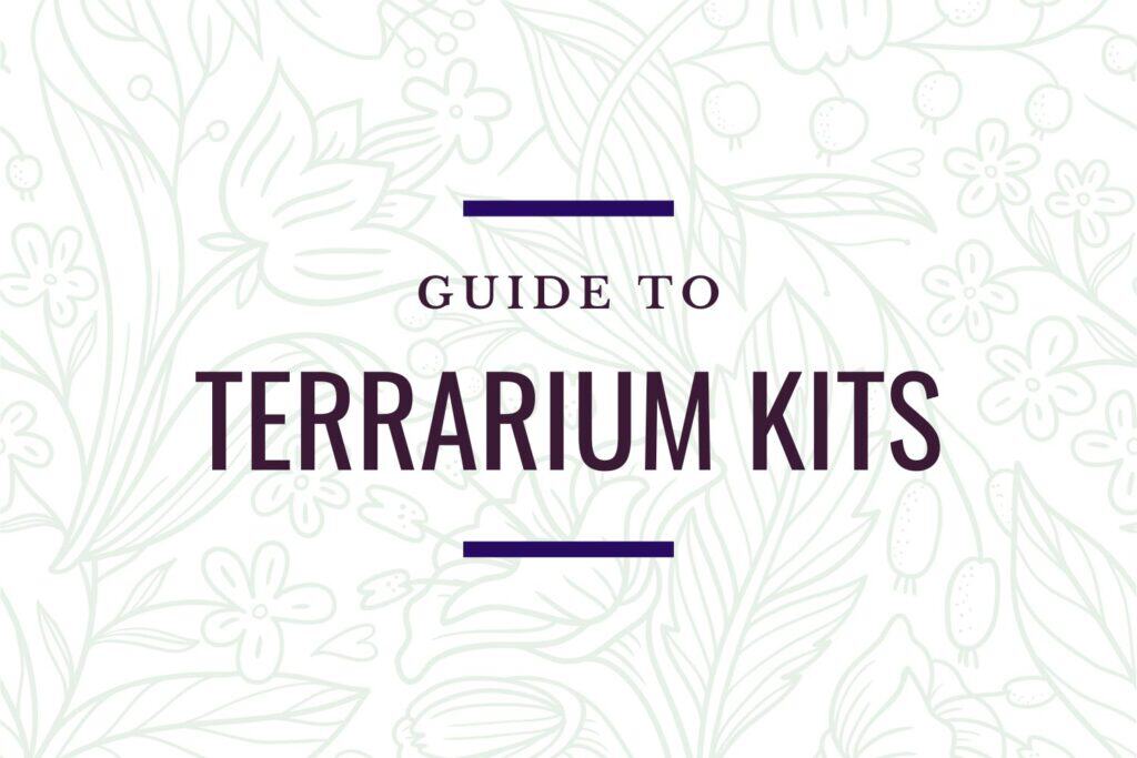 minimalist background with plants and flowers with the title "guide to terrarium kits"
